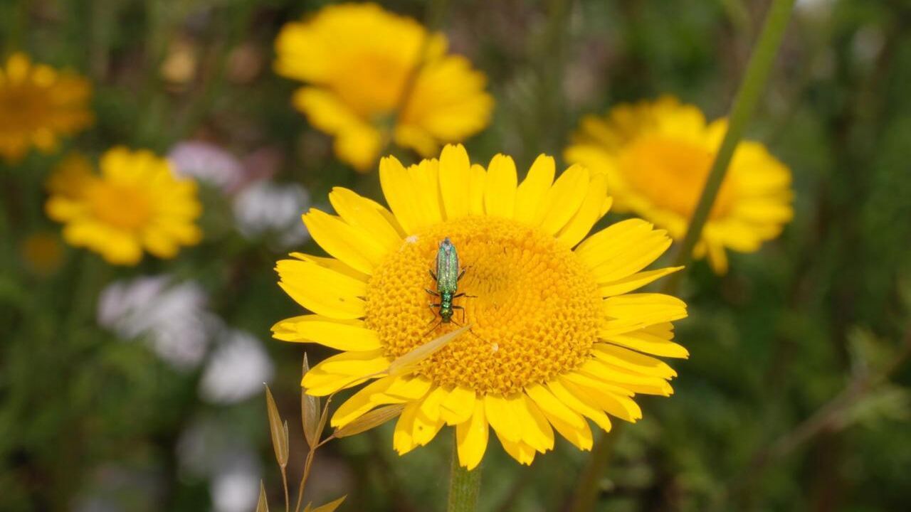 Förderverein Rheinwiesen-Farm Monheim-Baumberg e.V.